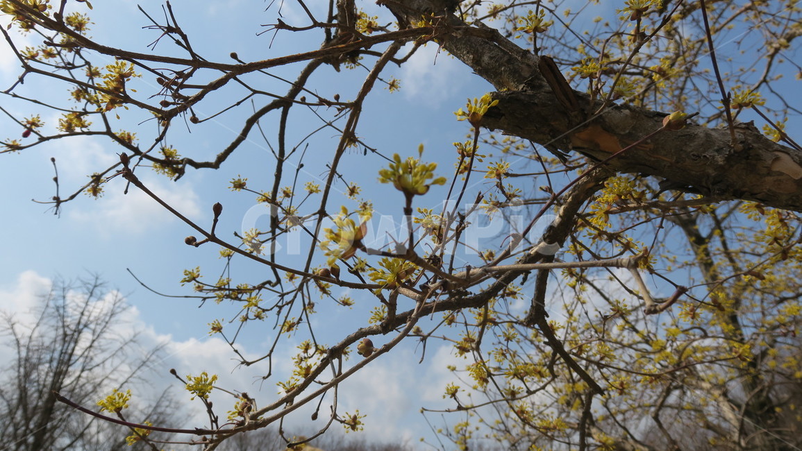 나무,tree,sky,꽃나무,피어나다,꽃,flower
