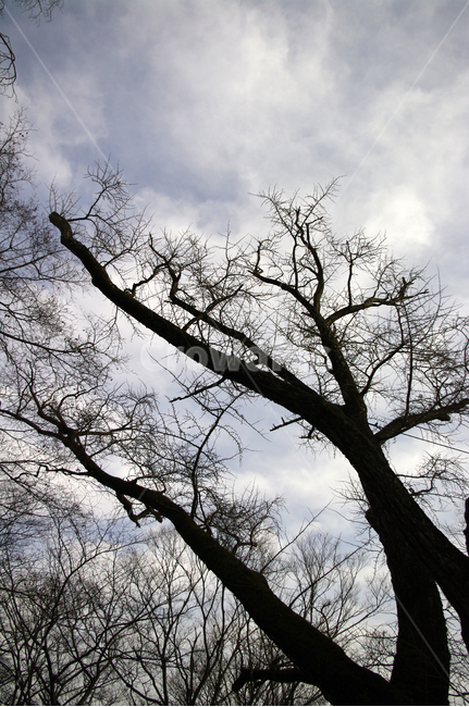 나무,겨울,식물,plant,하늘,구름,식물,자연,plants,nature,나무,trees,wood