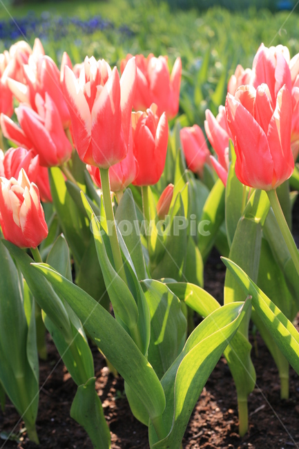 꽃,정원,튤립축제,식물,꽃밭,튤립,분홍튤립,분홍색꽃,pinktulip,flower,garden,tulip,식물,자연,plants,nature,꽃,flower