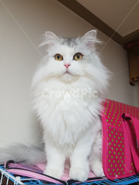 노르워이숲,고양이,반려묘,가족,개냥이,동물,animal,포유류,mammal,고양이,cat,kitten,kitty