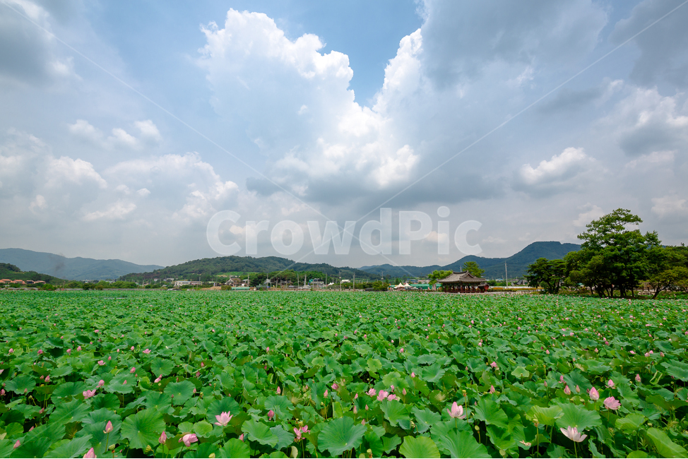 한옥,연못,연꽃,구름,하늘,자연,풍경,nature,landscape,leaf,잎,plant,식물,outdoors,옥외