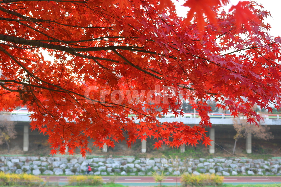 나무,단풍,단풍나무,식물,가을,자연,가을,계절,fall,autumn,season,식물,자연,plants,nature,leaf,잎,plant,tree,maple
