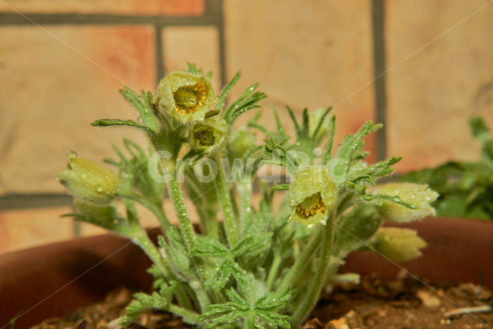 꽃,flower,plant,자연,nature,생태계,나무,봄,spring,입춘,생화,조화,화분,화원,꽃집,꽃밭,할미꽃,노란할미꽃,노랑할미꽃,노란꽃,노랑꽃,식물,식물,자연,plants,nature,꽃,flower