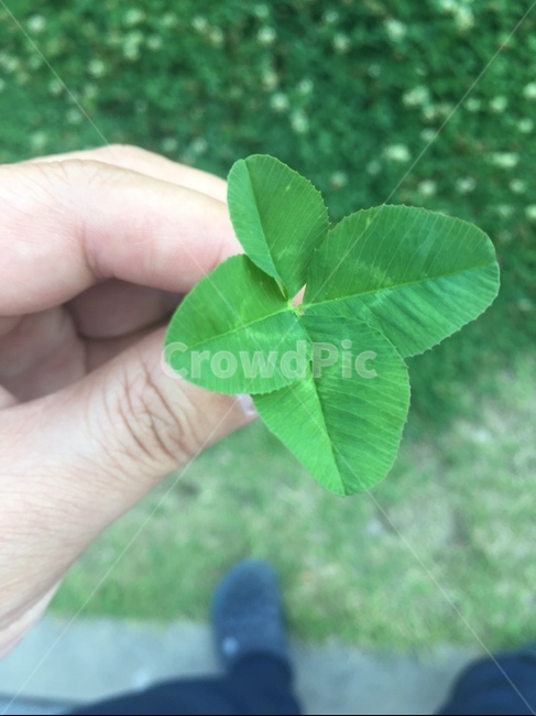 네잎클러버,네잎크로버,행운,토끼풀,럭키,식물,자연,plants,nature,사람,인물,인간,human,person,신체일부,몸,body