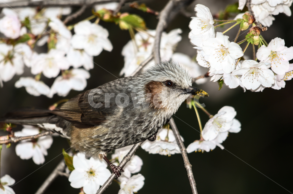 animal,동물,bird,새,plant,식물,매화,벚꽃,직박구리,앉은,앉아있는,나무,나뭇가지,시선,경계,봄,spring,동물,animal,조류,새,birds