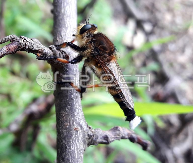 bee,tree branch,yellow,assassin,branch,stripes,white hair,legs,insect,asilidae,stick,killer,flyhawk,black,tree,perched,brown,fly,tail tip,robber,hanging,male,sitting