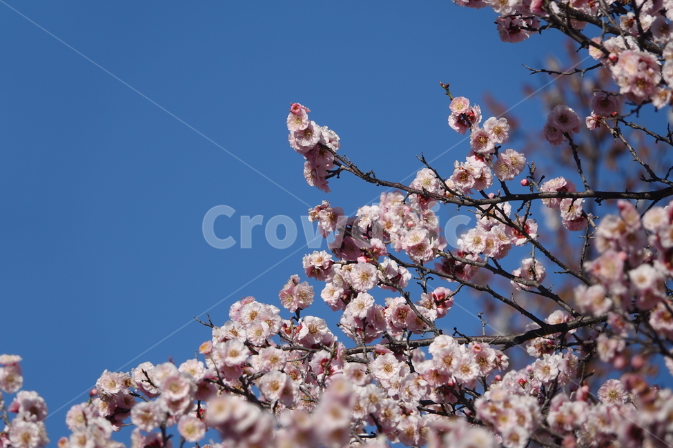 식물,꽃,벚꽃,봄,plkant,blossom,flower,cherryblossom,봄,계절,spring,season,식물,자연,plants,nature,꽃,flower