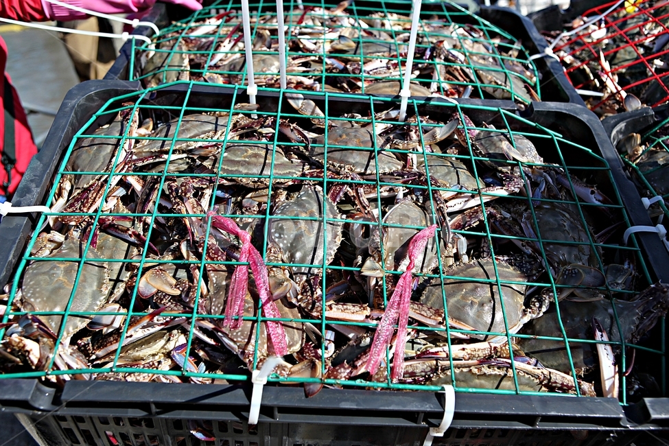 꽃게,게,먹거리,음식,요리,식재료,광주리,각우,수산물,해산물,fishery products,seafood,어업,fishery,fishing industry