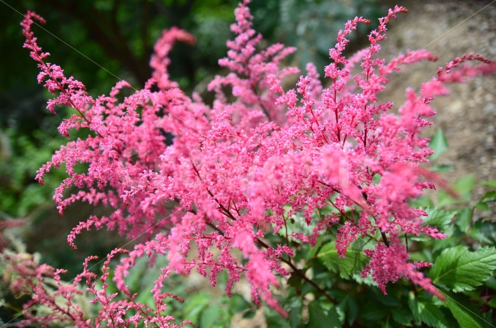 꽃,야생화,분홍색,식물,나뭇잎,식물,자연,plants,nature,꽃,flower