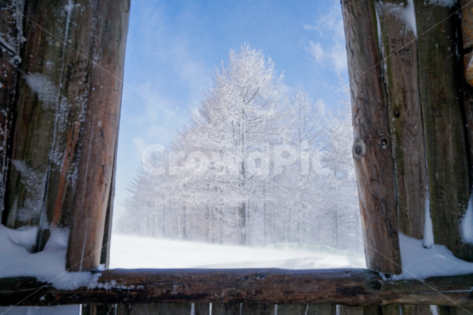 대관령,설경,나무,양떼목장,눈사진,겨울,계절,winter,season,자연,풍경,nature,landscape,outdoors,옥외