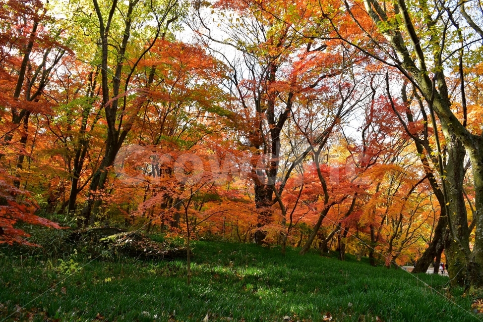 선운산,선운사,도솔천,가을,풍경,단풍,자연,탐방,파란하늘,가을색,오색,울긋불긋,알록달록,그림같은,칼라풀,뷰티플,아름다운,힐링,감성,정취,산세,명산,100대명산,nature,산,등산,트레킹,풍경사진,비경,경치,가을사진,가을색채,가을의정취,맑음,청명,사진,가을,계절,fall,autumn,season,자연,풍경,nature,landscape,식물,plants,나무,trees,wood,plant,tree,maple