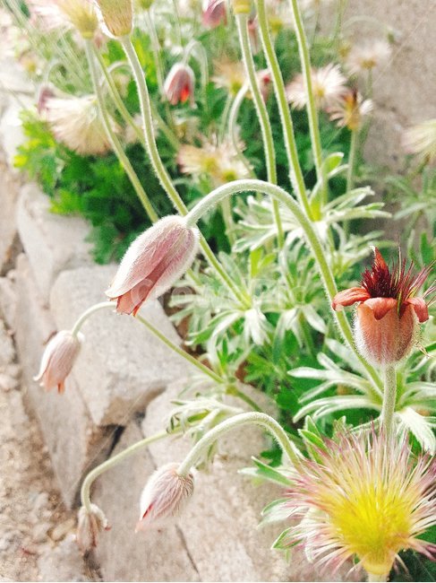 plant,식물,할미꽃,길가,봄