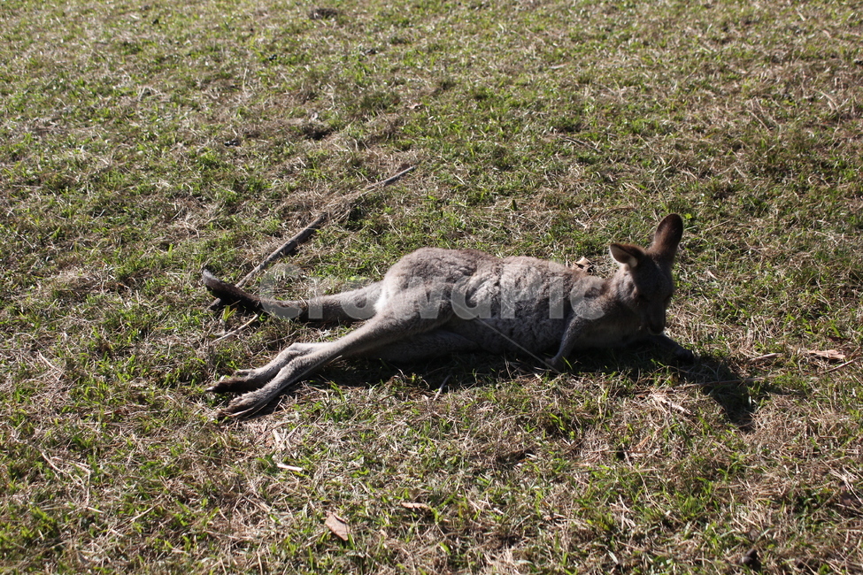 캥거루,왈라비,호주,야생동물,kangaroo,wallaby,동물,animal,동물,animal,포유류,mammal