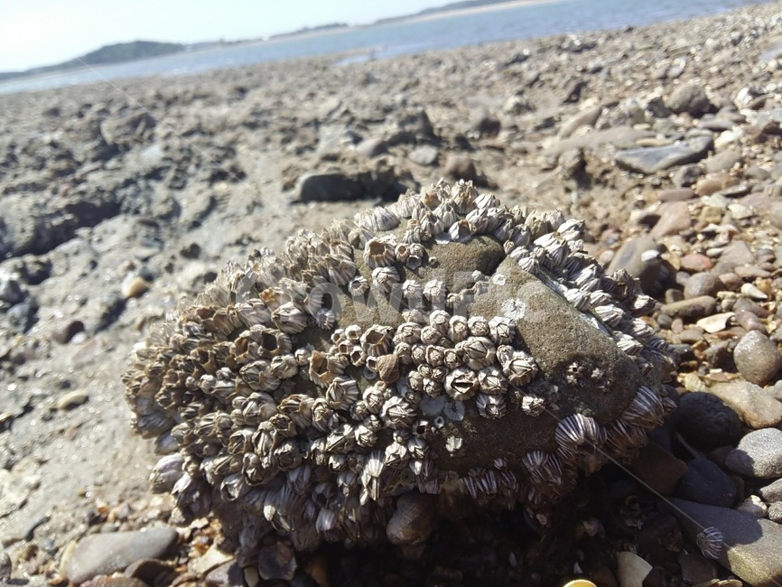 자연,바다,갯벌,따깨비,갯벌체험,생물,nature,힐링,조개,서해안,sea,풍경,바다생물