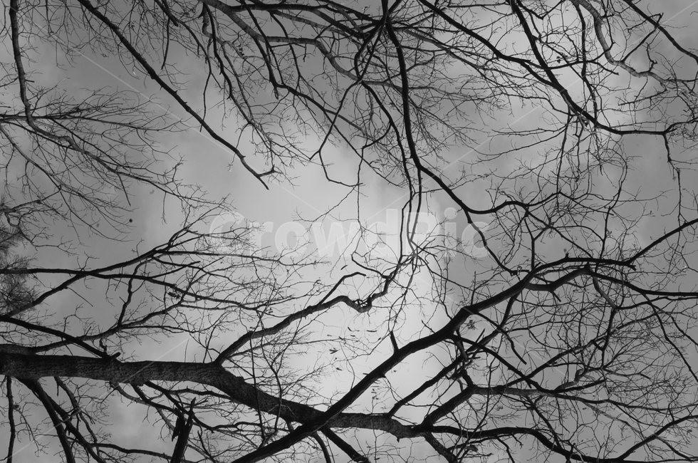 나무,하늘,흑백,음침한,서늘한,자연,풍경,nature,landscape,흑백,모노톤,monochrome,black and white,silhouette,실루엣,tree,plant,식물