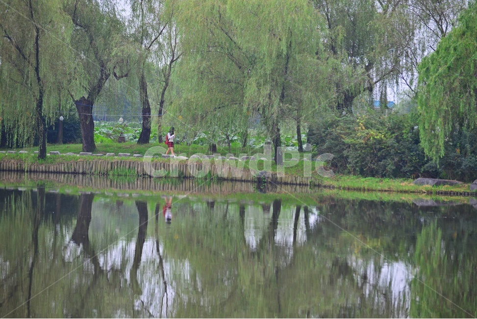 tree,나무,plant,식물,human,인간,person,사람,nature,자연,water,물,outdoors,옥외,부여,궁남지,여름,계절,궁남지여름,반영