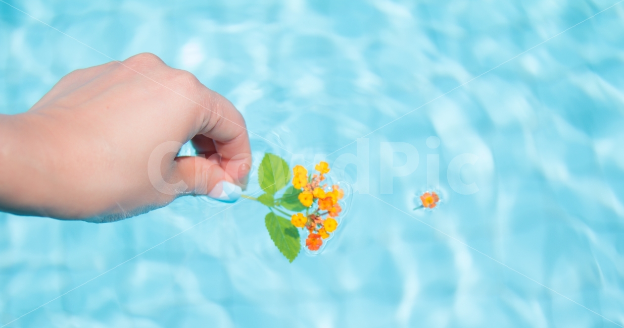 란타나,lantana,란타나꽃,꽃,수영장,수면,접촉,물,손,맑은,깨끗한,아기자기한,작은,앙증맞은,귀여운,예쁜,노란,물결,띄우기,flower,파란,시원한,꽃잎,떠나보내는,표면장력,식물,자연,plants,nature,꽃,flower,사람,인물,인간,human,person,신체일부,몸,body,색깔,색상,색채,색감,color sense,color sensitivity,feeling of color