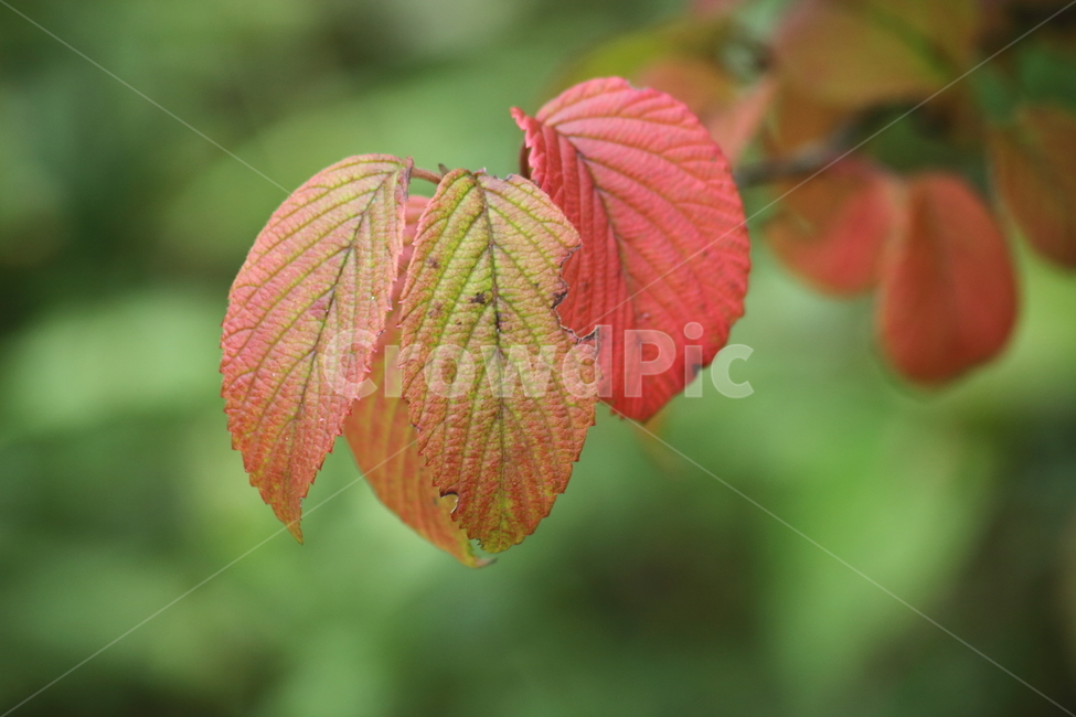 단풍,잎,식물,가을,redleaves,식물,자연,plants,nature