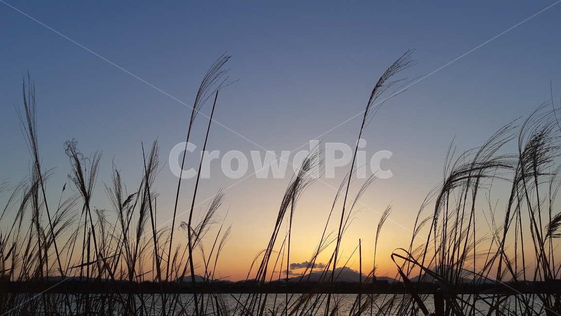 노을,석양,갈대,가을,sunset,autumn,풍경,landscape,노을사진,일몰,쓸쓸함,홀로,외로움,자연,풍경,nature,landscape,grass,잔디,plant,식물,lawn