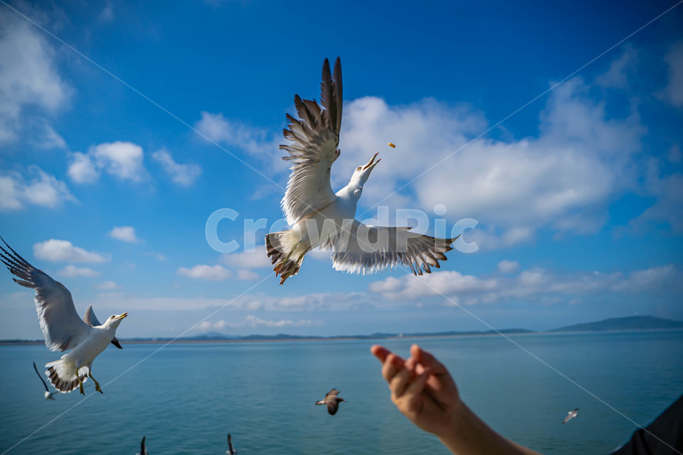 갈매기,새,바다,여름,동물,풍경,자연,animal,조류,bird,해변,색깔,색상,색채,색감,망원,날개,birds
