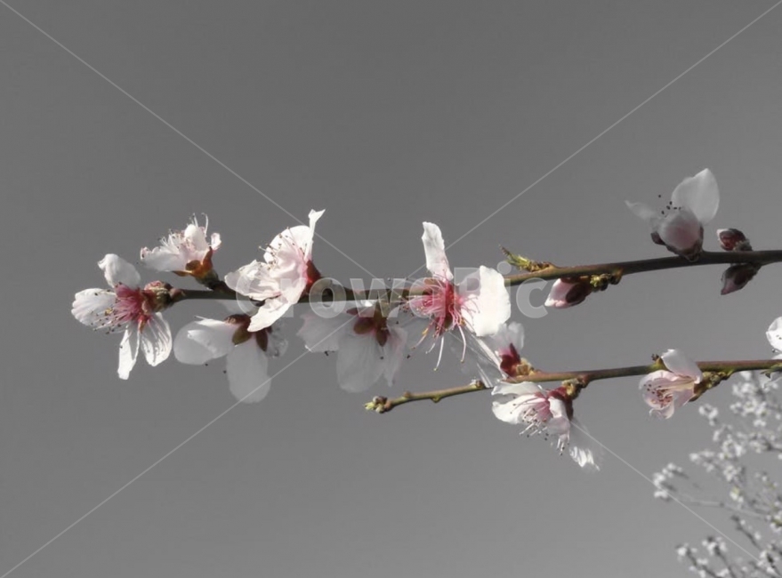 꽃,감성,나무,명암,가지,그리움,꽃술,꽃봉우리,봄,계절,spring,season,식물,자연,plants,nature,꽃,flower,plant,blossom