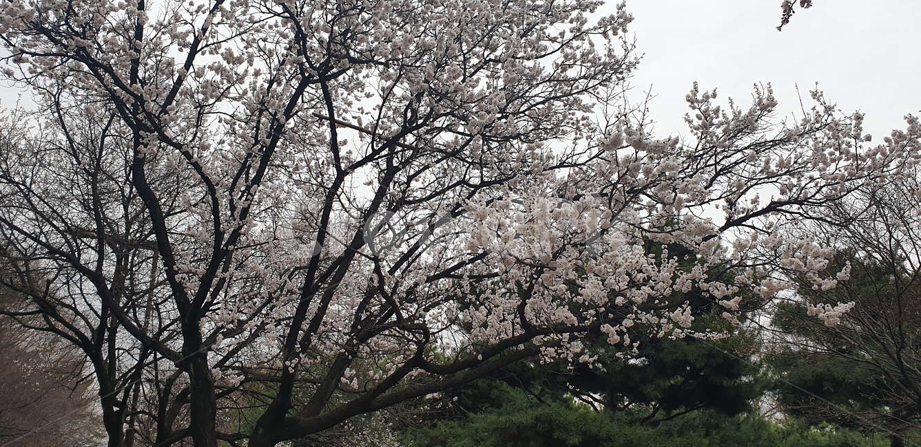 벛꽃나무,벚꽃축제,야경,벚꽃,벚꽃야경,봄,계절,spring,season,자연,풍경,nature,landscape,plant,식물
