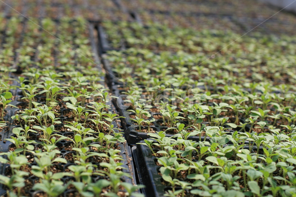 seedling,식물,모종,새싹,고추모종,plant,작물,농작물,파종기,파종