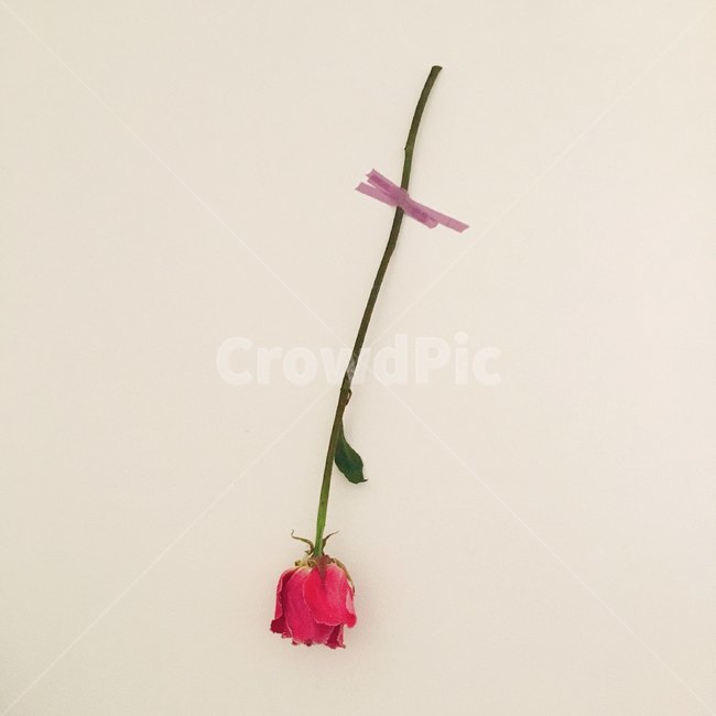 장미,인테리어,장미꽃,드라이플라워,rose,꽃,flower