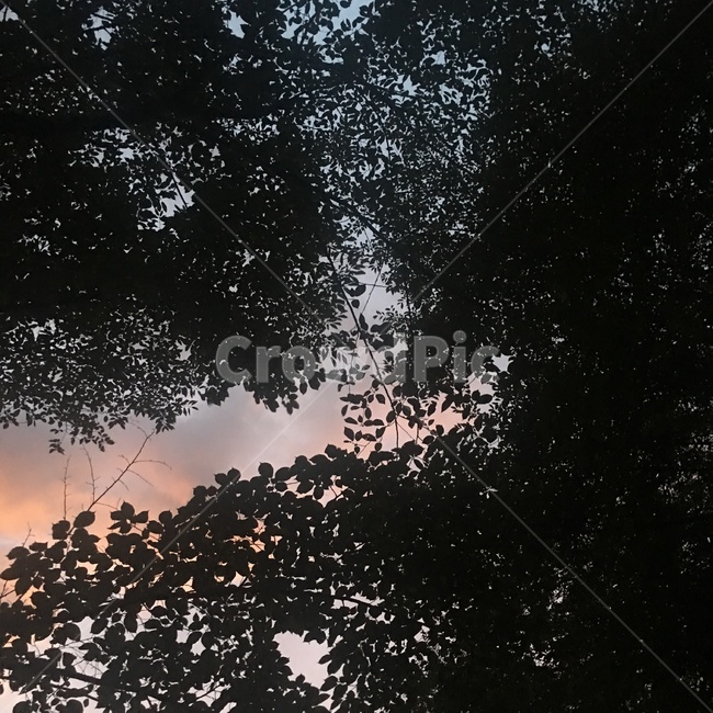 나무,감성,하늘,sky,tree