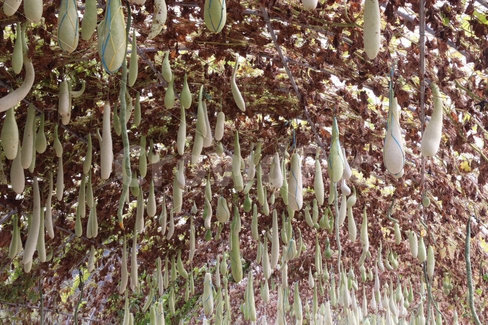 조롱박,박,가을,데롱데롱,약간징그러움,음식,식재료,요리,food,cook,meal,dishes,food reserves,채소,야채,vegetables