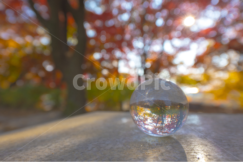 유리구슬,낙엽,풍경,단풍,자연,가을,계절,fall,autumn,season,사물,물건,오브젝트,thing,object,matter,sphere,구체