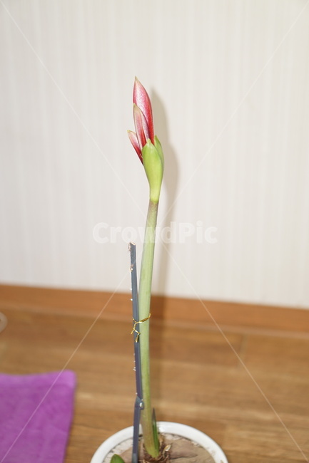 난,꽃,식물,flower,plant,nature,자연,식물,자연,plants,nature