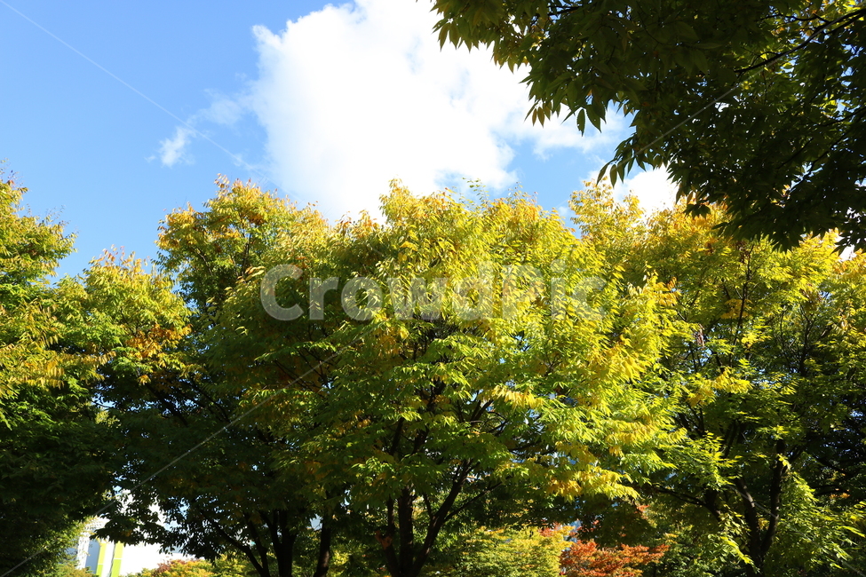 나무,단풍,식물,자연,풍경,가을,느티나무,하늘,가을,계절,fall,autumn,season,자연,풍경,nature,landscape,tree,plant,tree trunk,나무 줄기