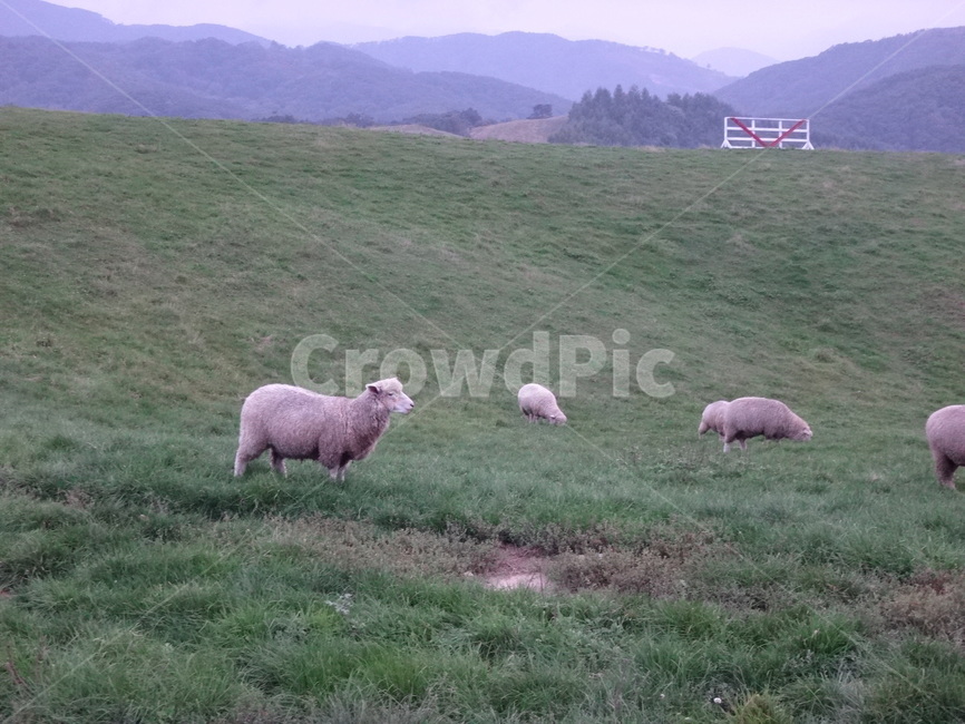 동산,양,양떼목장,대관령,공원,동물,animal,포유류,mammal