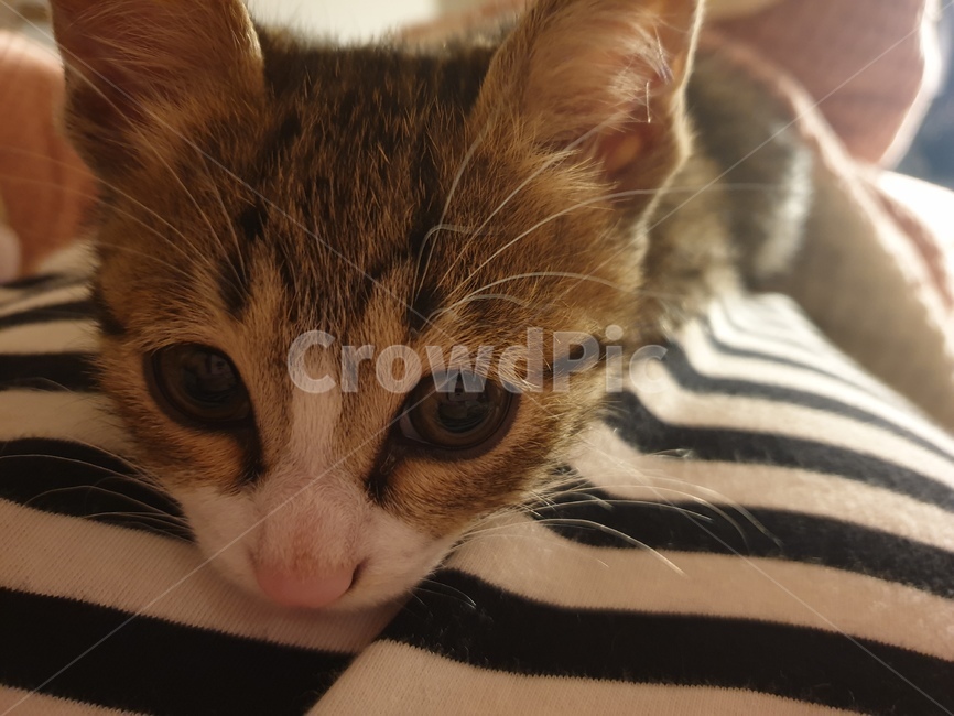 고양이,동물,코리안숏헤어,코숏,냐옹이,동물,animal,포유류,mammal,고양이,cat,kitten,kitty