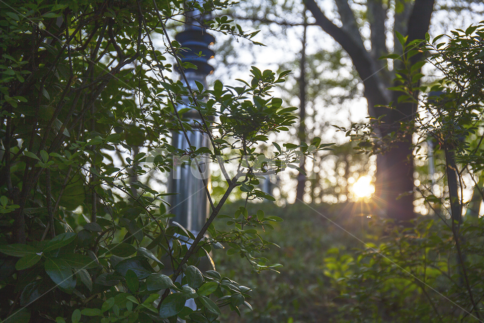나무,자연,태양,푸른,tree,nature,sun,blue