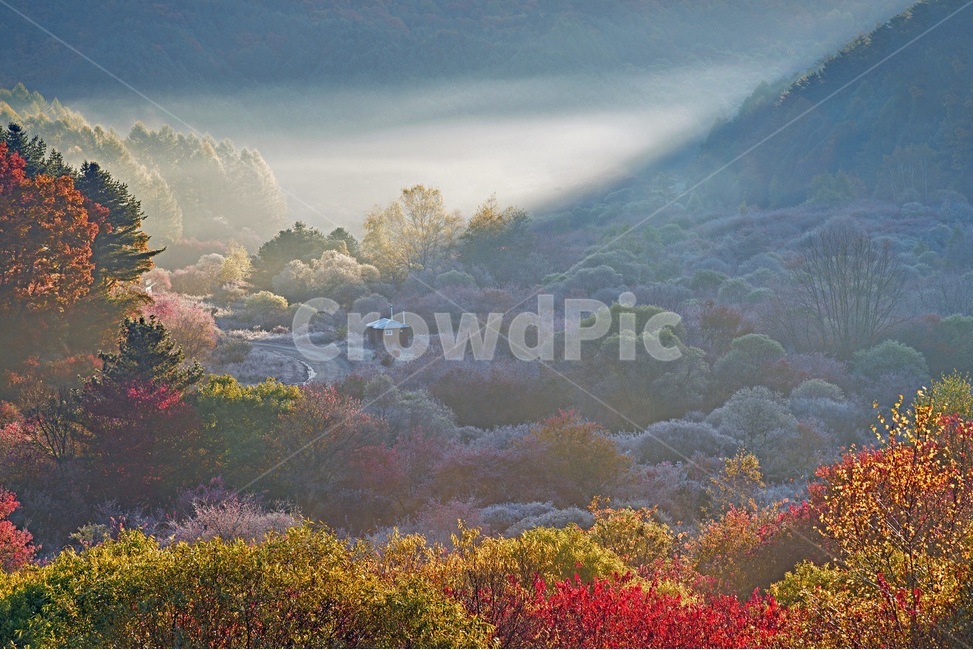 비밀정원,시크릿가든,인제비밀정원,인제시크릿가든,인제명소,아침풍경,자연,풍경,nature,landscape,한국자연풍경,한국자연경관,korea nature landscape,plant,식물,tree,나무