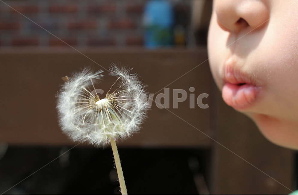 바람,바람불기,아이,어린이,입술,코,볼,얼굴,신체,불기,신체부위,동양인,옆모습,입,민들레,민들레씨앗,씨,씨앗,민들레씨,식물,자연,흰색,화이트,하얀색,봄