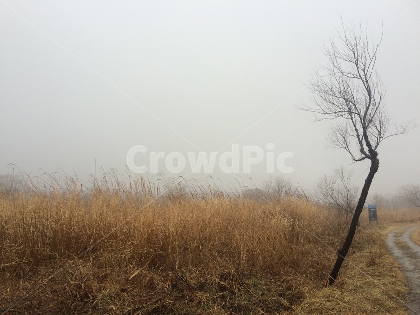 하늘,갈대,가을,감성사진,안개,구름,자연,풍경,nature,landscape,weather,날씨,outdoors,옥외