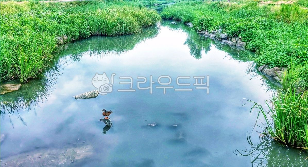 오리,왜가리,습지,자연,물,하천,개천가,동물,조류