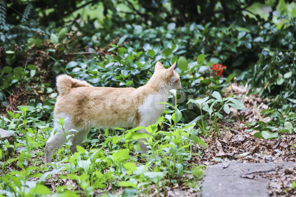 고양이,치즈냥,길고양이,길냥이,애완동물,반려동물,동물,cat,자연,동물,animal,포유류,mammal,고양이,cat,kitten,kitty