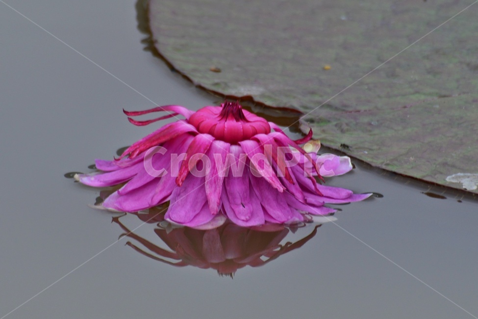 plant,식물,blossom,flower,꽃,수련,연꽃,반영,야화,연못,연잎,빅토리아연,빅토리아연꽃