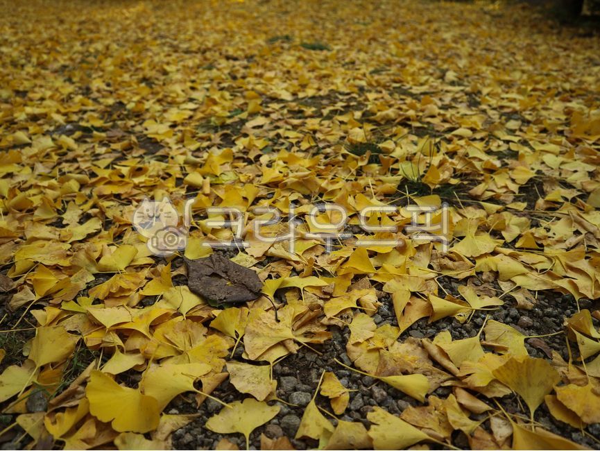 discoloration,color,tree,yellow,leaf,Maple leaf,ginkgo leaves,get stained,maple,season,autumn,Maple