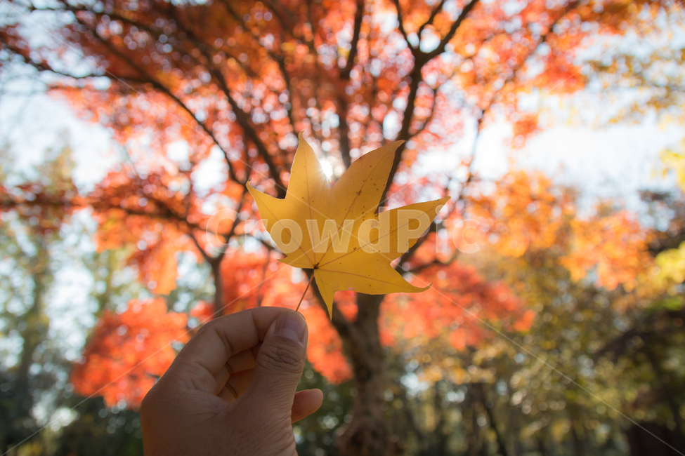 가을,단풍,풍경,산책,등산,산,가을산,가을,계절,fall,autumn,season,식물,자연,plants,nature,leaf,잎,plant,tree,나무,maple