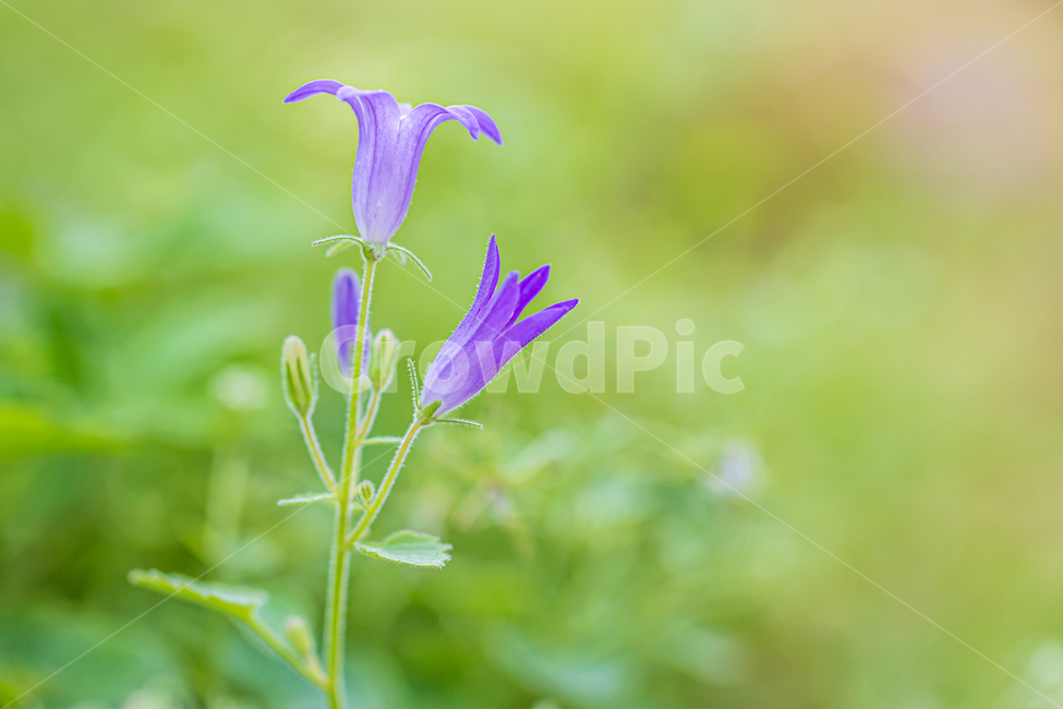 blossom,꽃,flower,plant,식물,바탕화면,자연,초록,green,nature,flowergarden,garden,식물,자연,plants,nature,꽃,flower