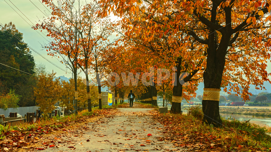 나무,tree,plant,식물,maple,단풍,leaf,잎,가을,계절,fall,autumn,season