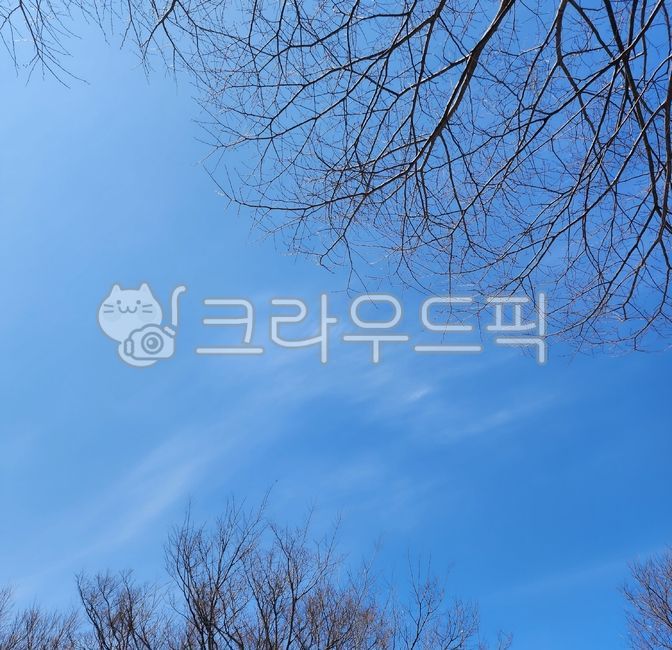 cloud,sky,blue sky,tree branch,tree,winter,winter sky