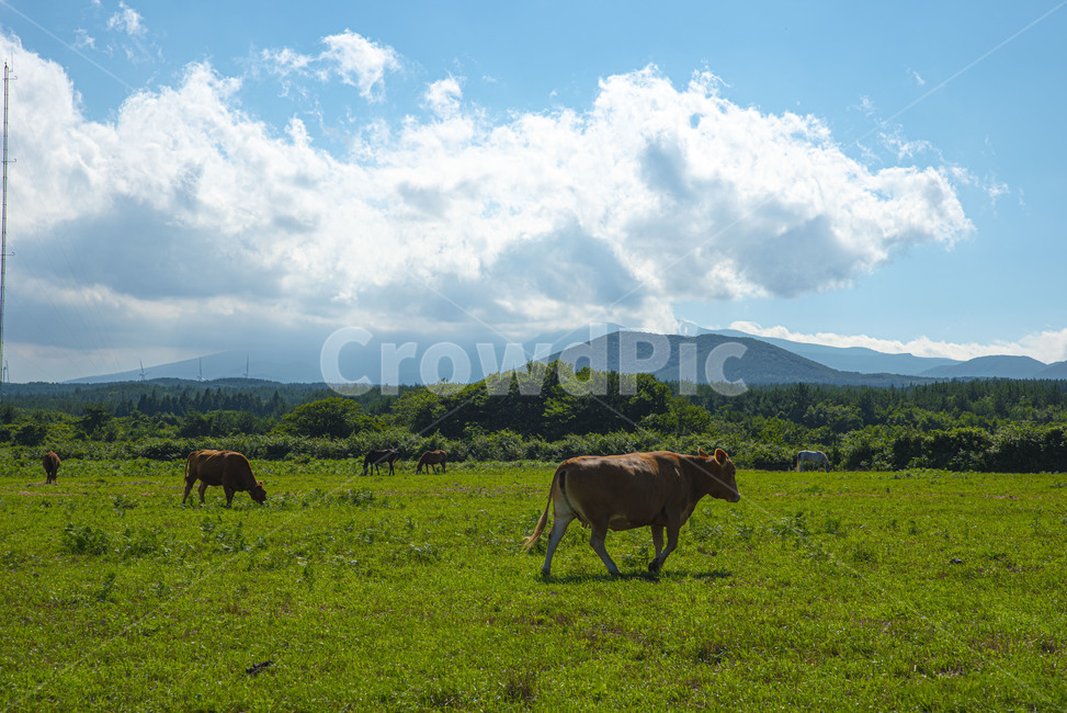 제주,소,한우,grassland,field,들,옥외,mammal,포유류,cow,cattle,가축,animal,동물,nature,자연,countryside,farm,농장,농촌,목초지,동물,animal,포유류,mammal