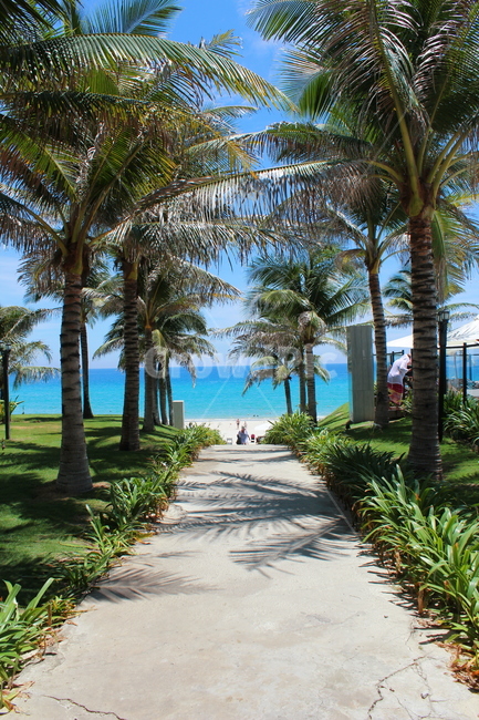 야자수,동남아,코코넛,식물,베트남,palmtree,plants,해변,바다,beach,sea,나무,trees,wood