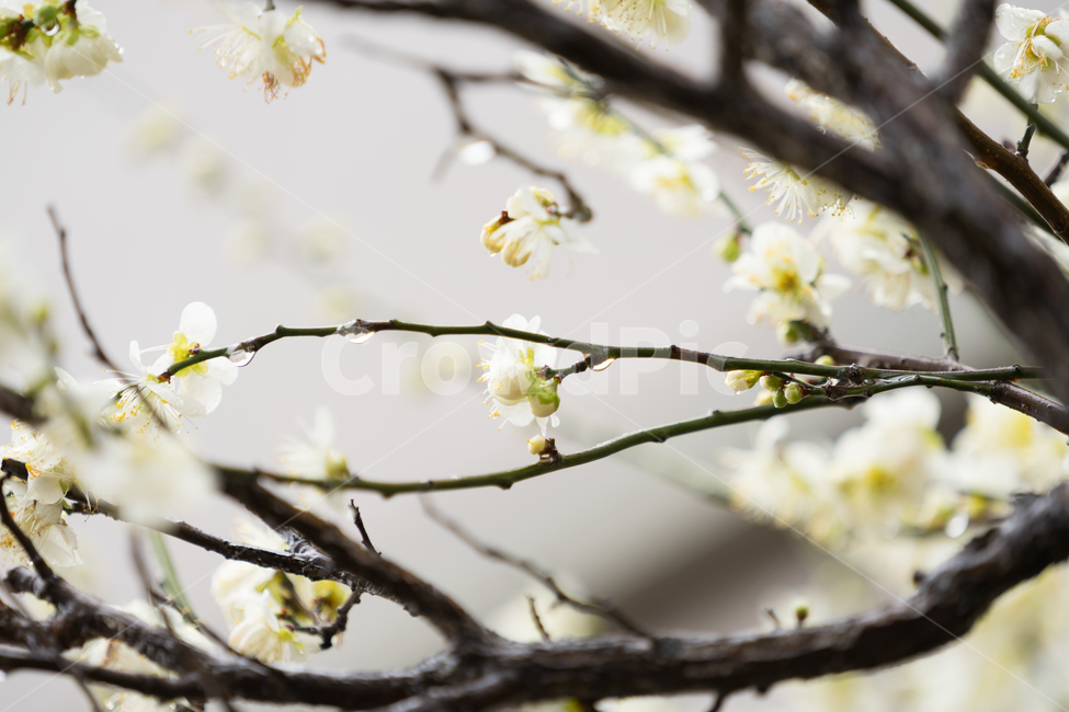 봄,꽃,봄꽃,매화,자연,감성,따스함,봄,계절,spring,season,식물,자연,plants,nature,꽃,flower,plant